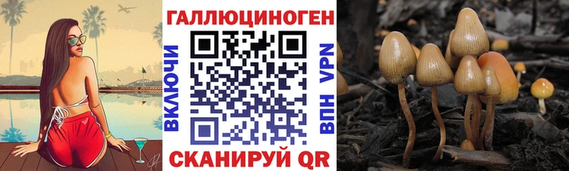 Псилоцибиновые грибы Psilocybe  Шенкурск 